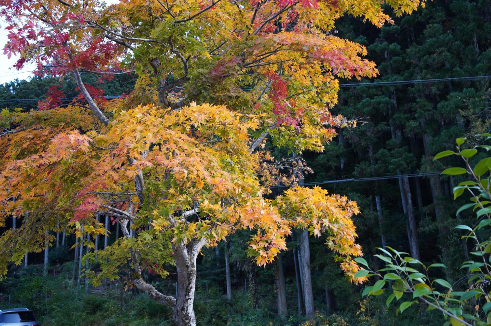 Satoyama Hotel Kanenone Tamba ไมบาระ ภายนอก รูปภาพ