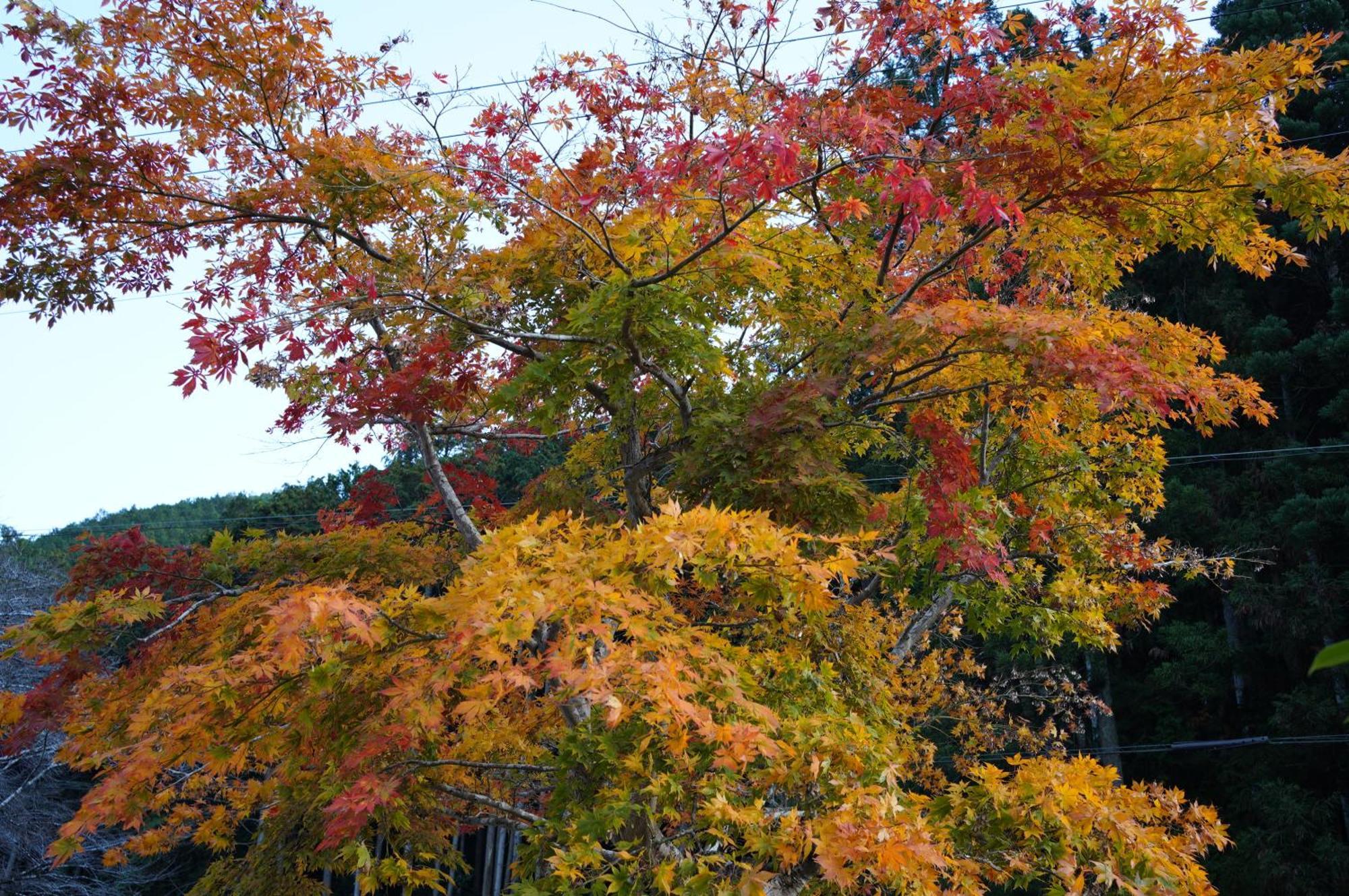Satoyama Hotel Kanenone Tamba ไมบาระ ภายนอก รูปภาพ